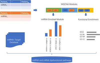 Investigation of miRNA and mRNA Co-expression Network in Ependymoma